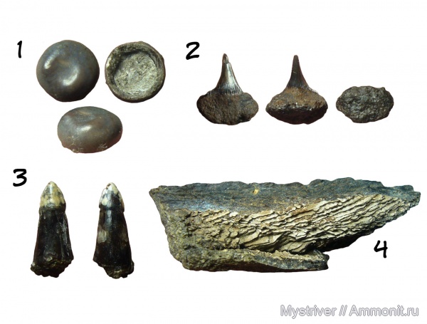 юрский период, рыбы, волжский ярус, волжский век, Eutrichiurides, Gyrodontidae, Pycnodontiformes, Amiiformes