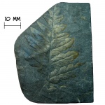 Птеридосперм Mariopteris muricata (Schlotheim, 1804) Zeiller, 1886