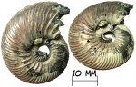 Аммонит Quenstedtoceras с прижизненным обрастанием двустворкой Placunopsis