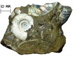 Аммонит Grossouvria sp.
