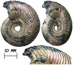 Аммонит Quenstedtoceras с прижизненными обрастаниями (серпула и двустворка Placunopsis)