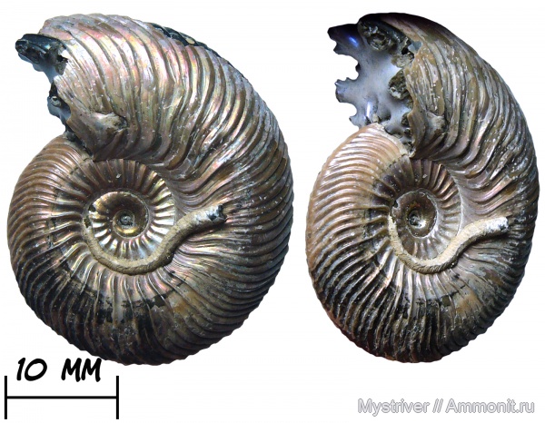 аммониты, юра, юрский период, серпулы, келловей, Quenstedtoceras, Serpulidae, обрастание, обрастание аммонитов