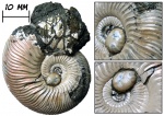 Аммонит Quenstedtoceras с прижизненным обрастанием двустворкой Placunopsis