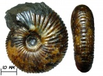 Аммонит Surites sp.