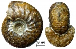 Аммонит Euryptychites sp.