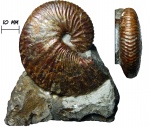 Аммонит Discoscaphites sp.