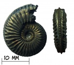 Аммонит Amoeboceras regulare
