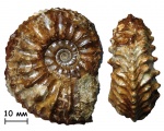 Аммонит Cardioceras densiplicatum