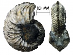 Аммонит Cardioceras sp.