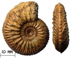 Аммонит Cardioceras ashtonense