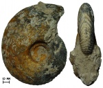 Аммонит Quenstedtoceras sp.