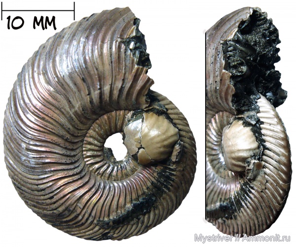 аммониты, юра, юрский период, келловей, Quenstedtoceras, Placunopsis, обрастание, обрастание аммонитов
