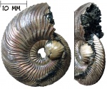 Аммонит Quenstedtoceras с прижизненным обрастанием двустворкой Placunopsis