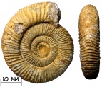 Аммонит Dactylioceras athleticum
