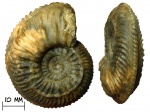 Аммонит Cardioceras costicardia