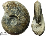 Аммонит Cardioceras cf. alphacordatum