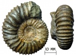Аммонит Pavlovia raricostata (Ilovaisky, 1917)