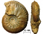 Аммонит Cardioceras (Scoticardioceras) persecans