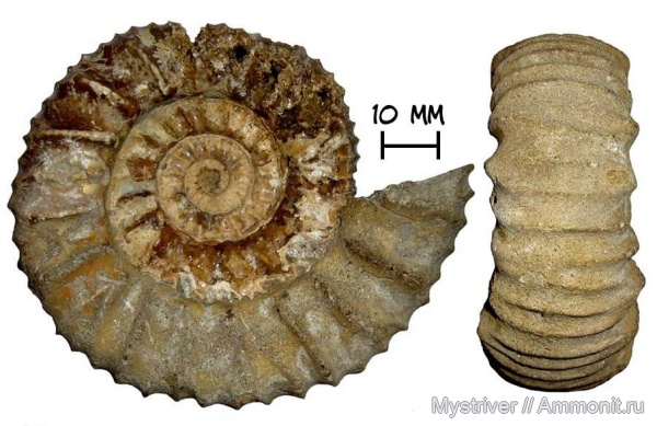 Pavlovia, зона Dorsoplanites panderi, Приполярный Урал, р. Ятрия, Strajevskya, Dorsoplanitidae