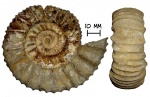 Аммонит Strajevskya sp.