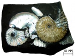 Аммонит Deshayesites sp.