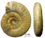 Аммонит Anaplanulites nikitinoensis