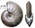 Аммонит Scoticardioceras sp.