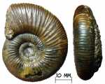Аммонит Anaplanulites sp.