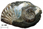 Аммонит Amoebites sp.