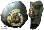 Аммонит Surites sp.