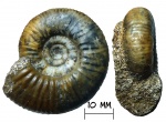 Аммонит Anaplanulites sp.