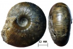 Аммонит Rondiceras tcheffkini (d`Orbigny, 1845)