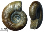 Аммонит Anaplanulites sp.