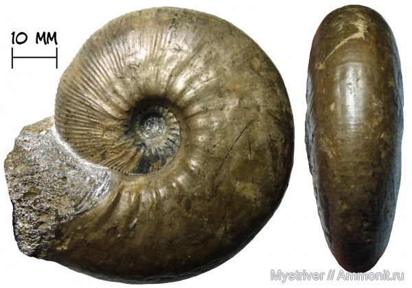аммониты, келловей, Никитино, Sigaloceras, устье, Catasigaloceras, Catasigaloceras enodatum