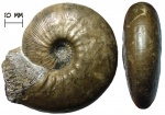 Аммонит Catasigaloceras enodatum (Nikitin, 1881) с устьем