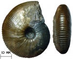 Аммонит Catasigaloceras enodatum (Nikitin, 1881)