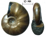 Аммонит Zuercherella sp.