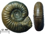 Аммонит Subgrossouria sp.