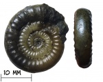 Аммонит Vermiceras scylla (Reynes, 1879)