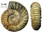 Аммонит Pavlovia hypophantica