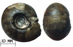 Аммонит Prosphingitoides sp.