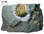 Аммонит Promicroceras planicosta