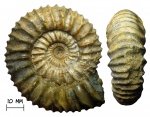 Аммонит Pavlovia hypophantica