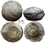 Аммонит Parkinsonia sp.