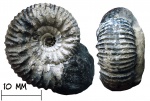 Аммонит Prorasenia sp.