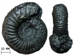 Аммонит Dorsoplanites panderi (d'Orbigny, 1845)
