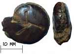 Аммонит Cheiloceras sp.