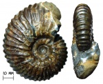 Аммонит Parahoplites melchioris
