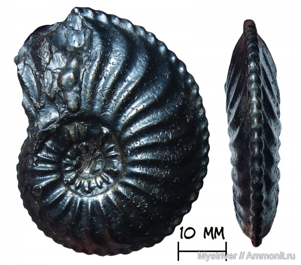 аммониты, Amaltheus margaritatus, Amaltheus