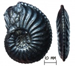 Аммонит Amaltheus margaritatus